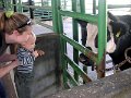 farm meet cow2